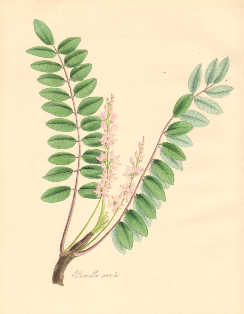 PLANTAE UTILIORES. Olibanum-yielding Boswellia (Boswellia serrata). BURNETT 1842